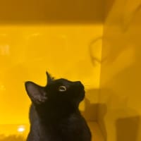Photo of Binkus Mc Stinkus