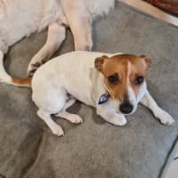 Photo of Skye   4 Year Old Jack Russell Terrier (Trial)