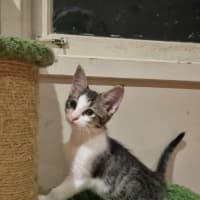 Photo of Wasabi 