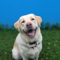 Photo of Willow