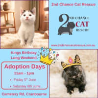 Photo of Peaches N Cream **2nd Chance Cat Rescue**