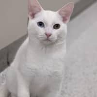 Photo of Ricotta