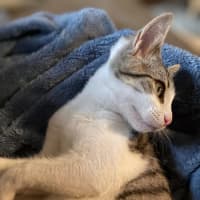 Photo of Simba