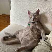 Photo of Valentino