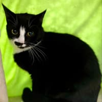 Photo of Johnny Cash**2nd Chance Cat Rescue