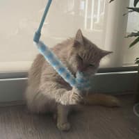 Photo of Hermes   In Foster In Preston