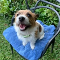 Photo of Scruffy