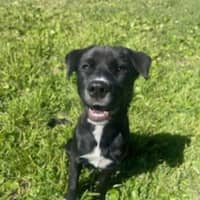 Photo of Mochi   4 Month Old Sharpei X Bullmastiff