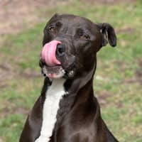 Photo of Hopper