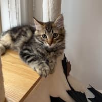 Photo of Berlioz