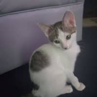 Photo of Bok Choy   Meet Me At Vets On Parker 