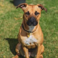 Photo of Tessa (Stella)