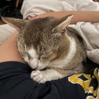 Photo of Pretzel