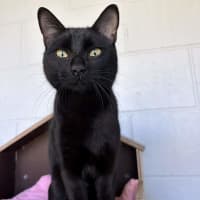 Photo of Kuro