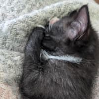 Photo of Pingu