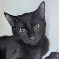Photo of Coal