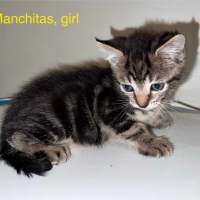 Photo of Manchitas
