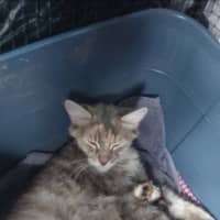 Photo of Dj Happy Paws