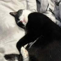 Photo of Al Purrchino