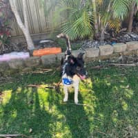 Photo of Moose   2 Year Old Border Collie