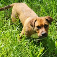 Photo of Valkyrie   6 Month Old Staffy X
