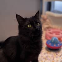 Photo of Smokey