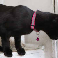 Photo of Benny   Pet Quarters Broadmeadow 