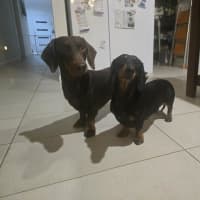 Photo of Penny And Maverick