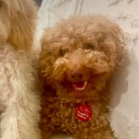 Photo of Shortcake