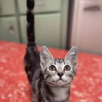 Photo of Violet