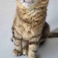 Photo of Skittles 