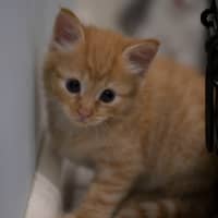 Photo of 😺 Garfield 😺