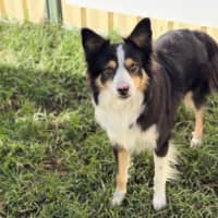 Photo of Toby