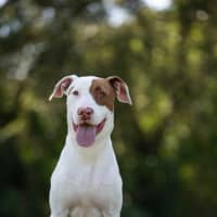 Photo of Huxley
