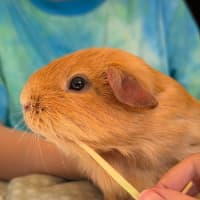 Photo of Peanut