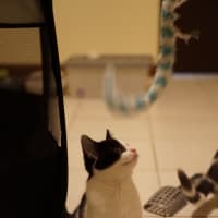 Photo of Moo Moo