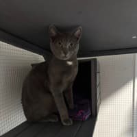 Photo of Percival