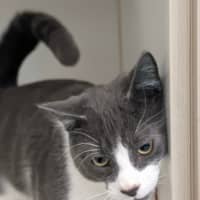 Photo of Binx