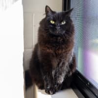 Photo of Annabelle