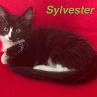 Photo of Sylverster & Gus