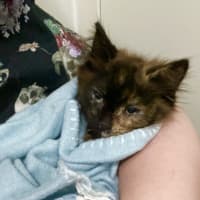 Photo of Pumpkin Spice Latte **2nd Chance Cat Rescue**