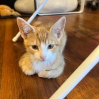 Photo of Carrot Cake