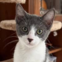 Photo of Zorro