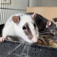 Photo of Galaxy & Apollo