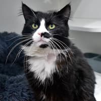 Photo of Mistoffelees