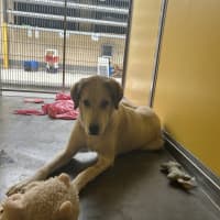 Photo of Delilah 