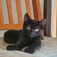 Photo of Sabrina *9 Lives Project Rescue*