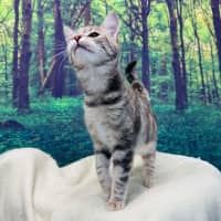 Photo of Hummingbird   Located In Endevour Hills