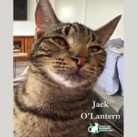 Photo of Jack O'lantern