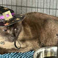 Photo of Nala